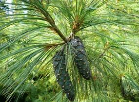 Borovice Wallichova - Pinus wallichiana (excelsa)