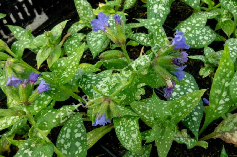 Plicník skvrnitý 'Majestee' - Pulmonaria saccharata 'Majestee'
