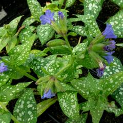 Plicník skvrnitý 'Majestee' - Pulmonaria saccharata 'Majestee'