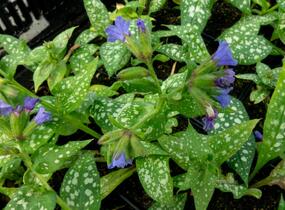 Plicník skvrnitý 'Majestee' - Pulmonaria saccharata 'Majestee'