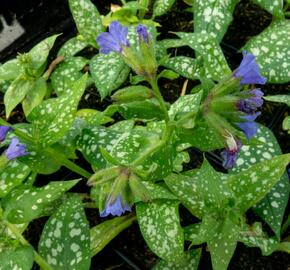 Plicník skvrnitý 'Majestee' - Pulmonaria saccharata 'Majestee'
