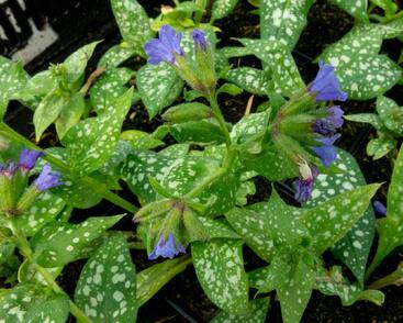 Plicník skvrnitý 'Majestee'