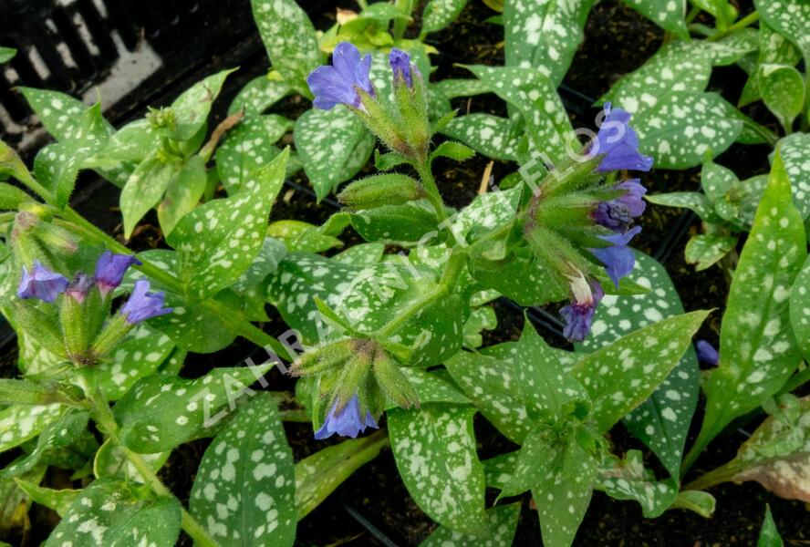 Plicník skvrnitý 'Majestee' - Pulmonaria saccharata 'Majestee'