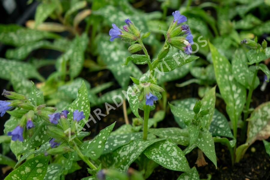 Plicník skvrnitý 'Majestee' - Pulmonaria saccharata 'Majestee'