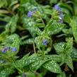 Plicník skvrnitý 'Majestee' - Pulmonaria saccharata 'Majestee'