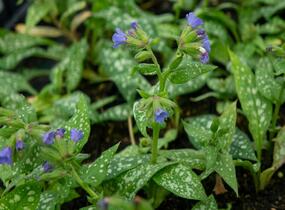 Plicník skvrnitý 'Majestee' - Pulmonaria saccharata 'Majestee'