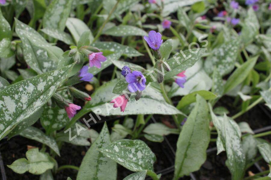Plicník skvrnitý 'Majestee' - Pulmonaria saccharata 'Majestee'