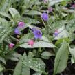 Plicník skvrnitý 'Majestee' - Pulmonaria saccharata 'Majestee'