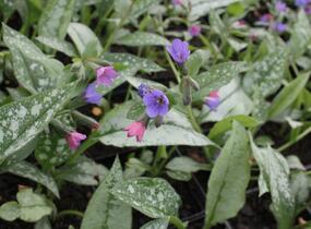 Plicník skvrnitý 'Majestee' - Pulmonaria saccharata 'Majestee'