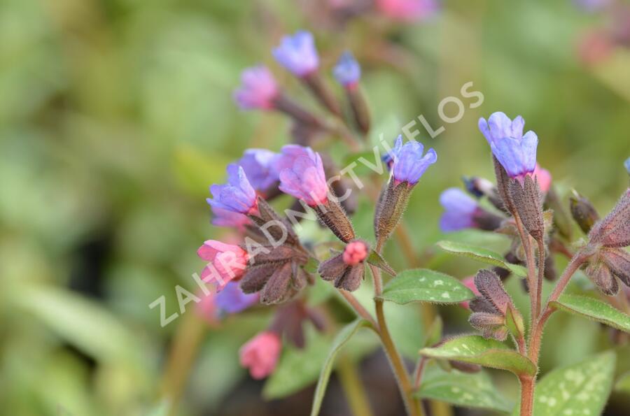 Plicník skvrnitý 'Majestee' - Pulmonaria saccharata 'Majestee'