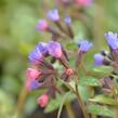 Plicník skvrnitý 'Majestee' - Pulmonaria saccharata 'Majestee'