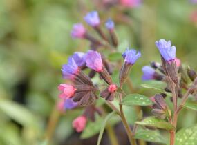 Plicník skvrnitý 'Majestee' - Pulmonaria saccharata 'Majestee'