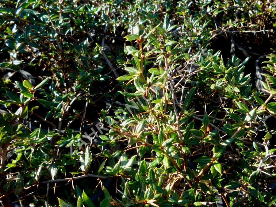 Dřišťál Frikartův 'Amstelveen' - Berberis frikartii 'Amstelveen'