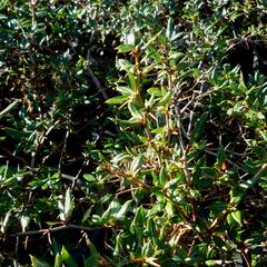 Dřišťál Frikartův 'Amstelveen' - Berberis frikartii 'Amstelveen'