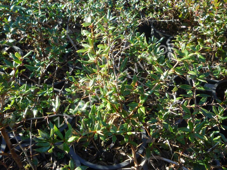 Dřišťál Frikartův 'Amstelveen' - Berberis frikartii 'Amstelveen'