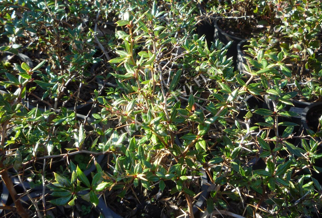 Dřišťál Frikartův 'Amstelveen' - Berberis frikartii 'Amstelveen'