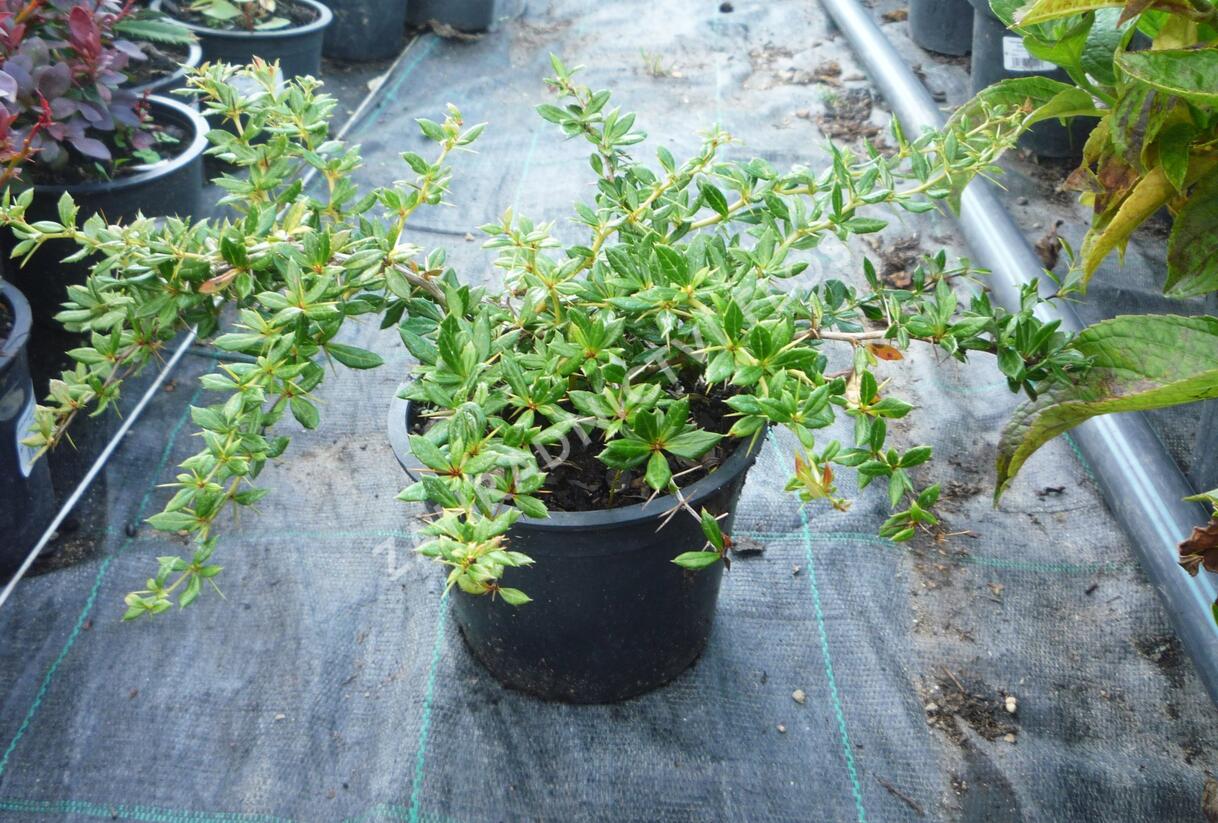 Dřišťál Frikartův 'Amstelveen' - Berberis frikartii 'Amstelveen'