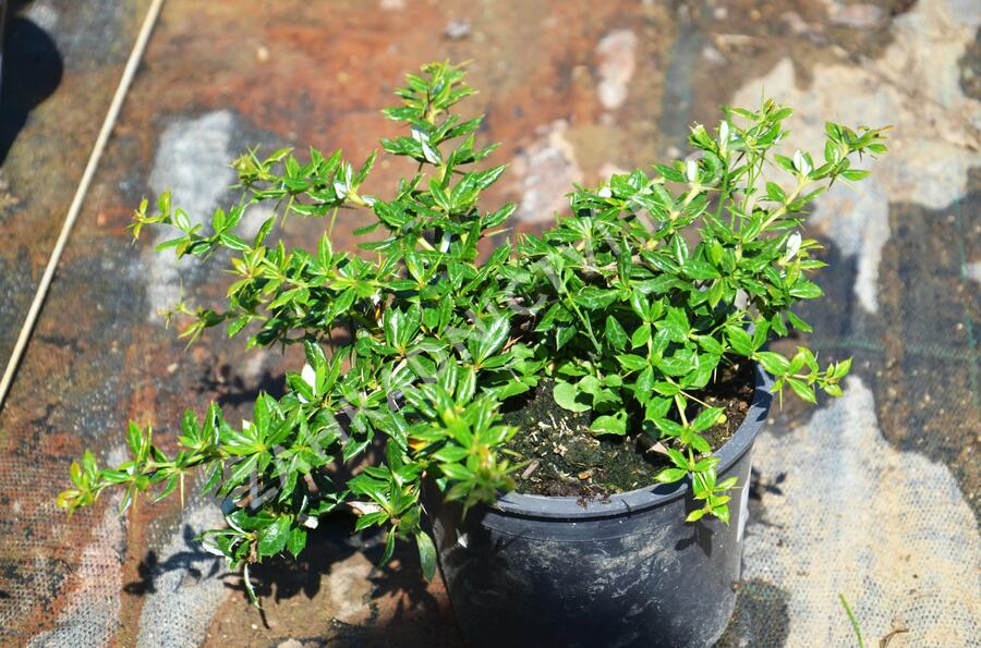 Dřišťál Frikartův 'Amstelveen' - Berberis frikartii 'Amstelveen'