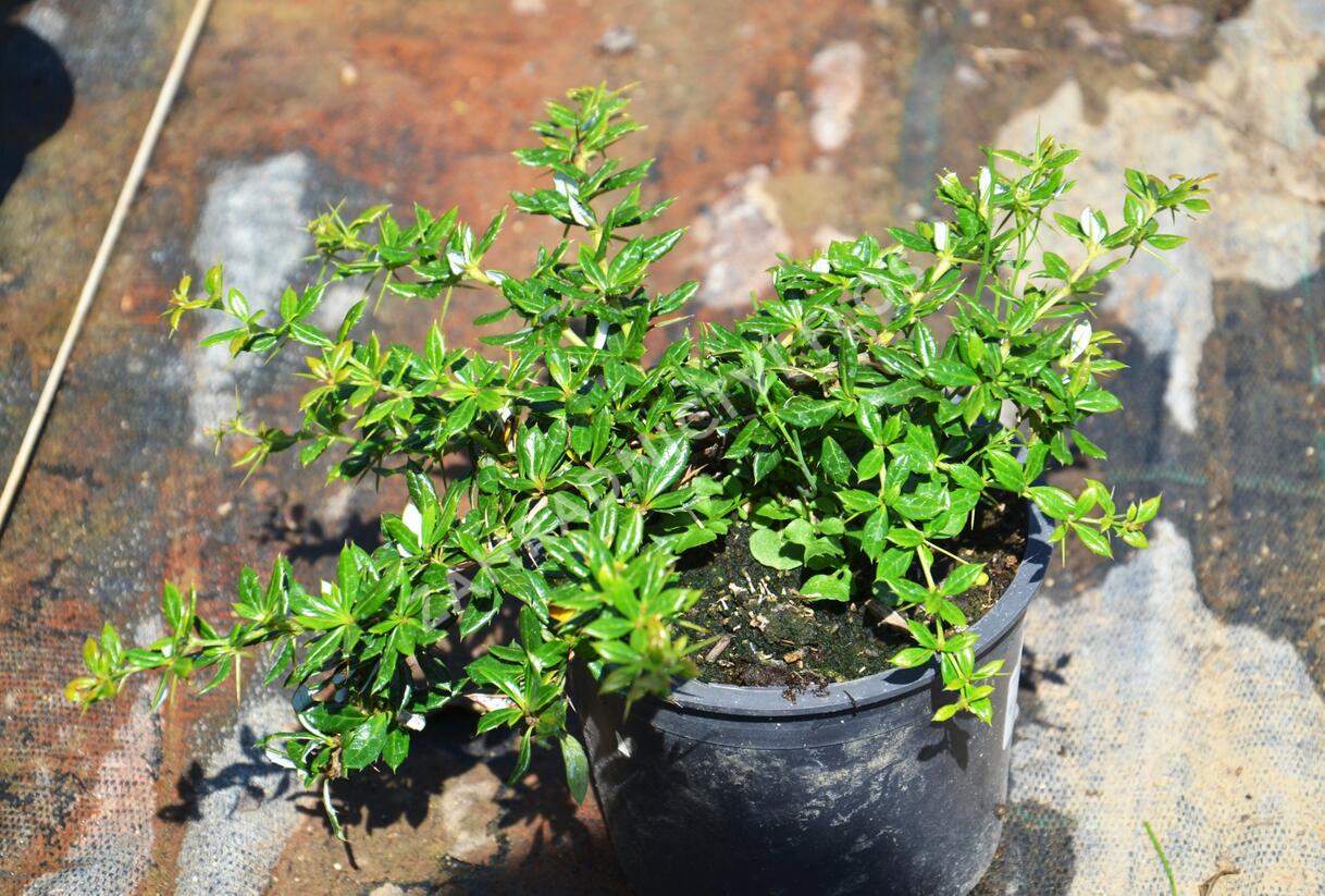 Dřišťál Frikartův 'Amstelveen' - Berberis frikartii 'Amstelveen'