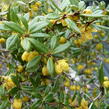 Dřišťál Frikartův 'Amstelveen' - Berberis frikartii 'Amstelveen'