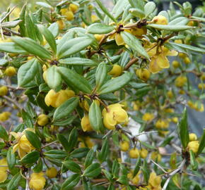 Dřišťál Frikartův 'Amstelveen' - Berberis frikartii 'Amstelveen'