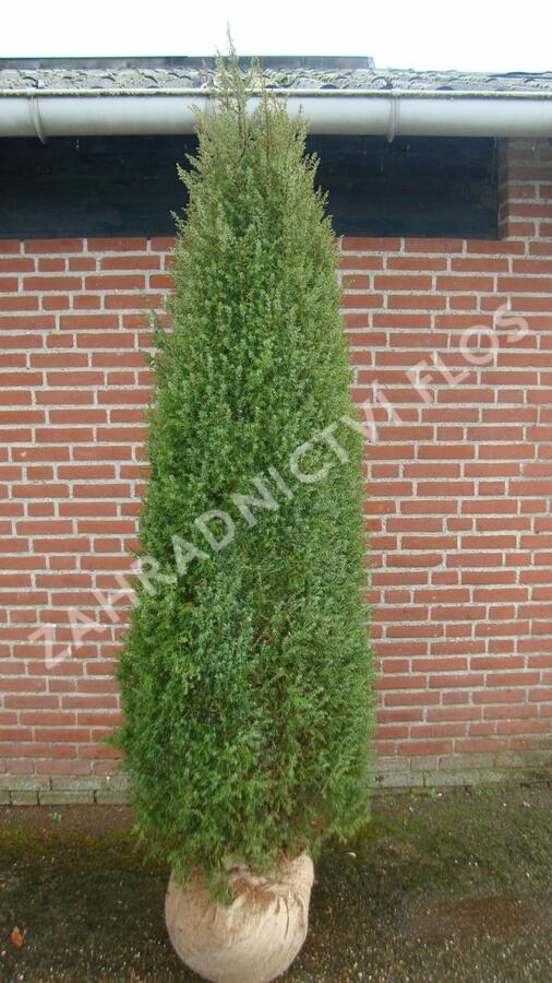 Jalovec obecný 'Hibernica' - Juniperus communis 'Hibernica'