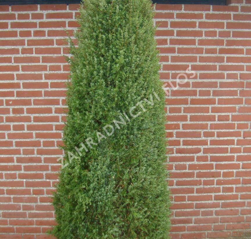 Jalovec obecný 'Hibernica' - Juniperus communis 'Hibernica'