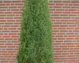 Jalovec obecný 'Hibernica'