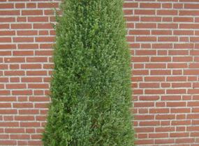Jalovec obecný 'Hibernica' - Juniperus communis 'Hibernica'