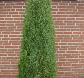 Jalovec obecný 'Hibernica' - Juniperus communis 'Hibernica'