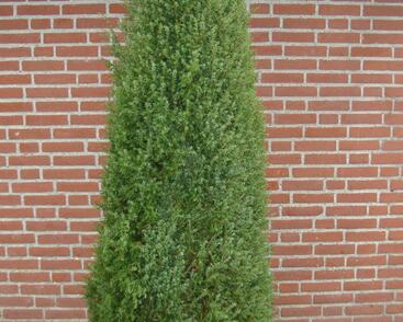 Jalovec obecný 'Hibernica'