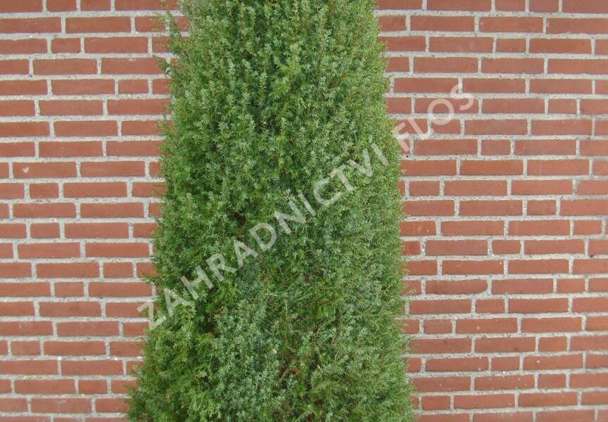 Jalovec obecný 'Hibernica' - Juniperus communis 'Hibernica'