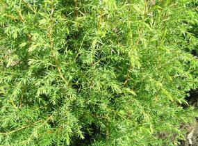 Jalovec obecný 'Hibernica' - Juniperus communis 'Hibernica'