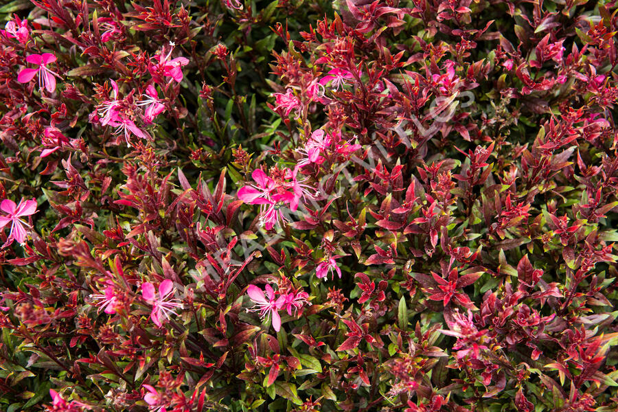 Svíčkovec 'Butterfly Rose' - Gaura lindheimeri 'Butterfly Rose'