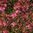 Svíčkovec 'Butterfly Rose' - Gaura lindheimeri 'Butterfly Rose'