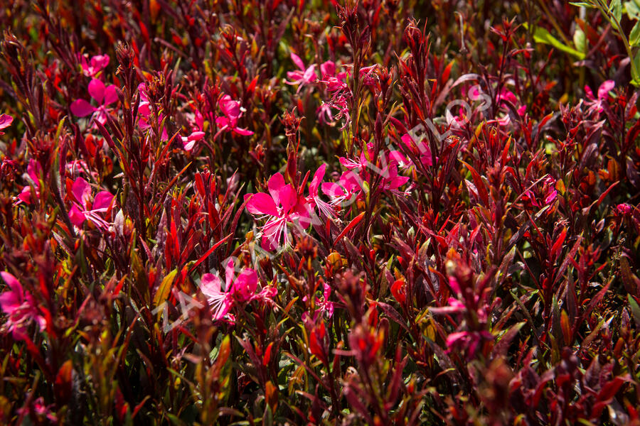 Svíčkovec 'Butterfly Rose' - Gaura lindheimeri 'Butterfly Rose'
