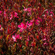 Svíčkovec 'Butterfly Rose' - Gaura lindheimeri 'Butterfly Rose'