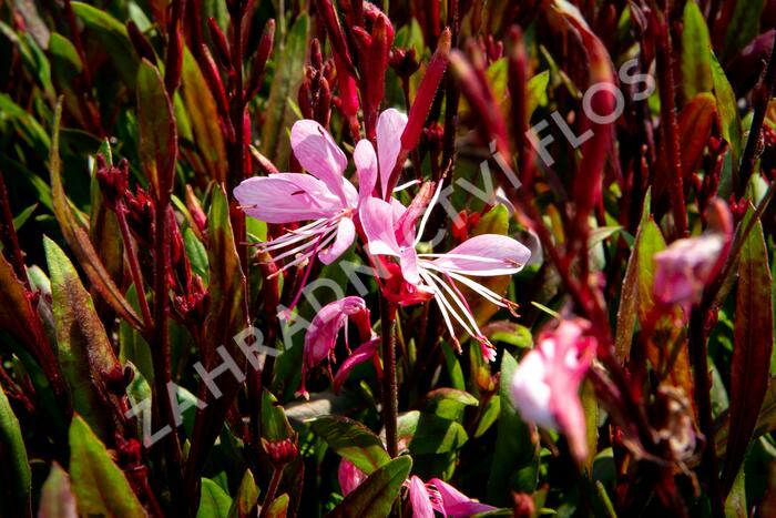 Svíčkovec 'Butterfly Rose' - Gaura lindheimeri 'Butterfly Rose'