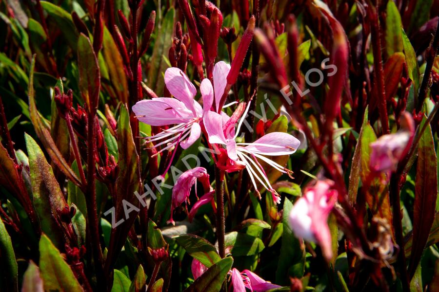Svíčkovec 'Butterfly Rose' - Gaura lindheimeri 'Butterfly Rose'