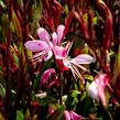 Svíčkovec 'Butterfly Rose' - Gaura lindheimeri 'Butterfly Rose'