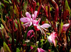 Svíčkovec 'Butterfly Rose' - Gaura lindheimeri 'Butterfly Rose'