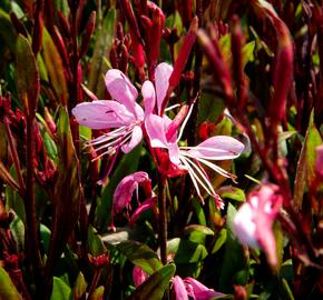 Svíčkovec 'Butterfly Rose' - Gaura lindheimeri 'Butterfly Rose'