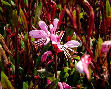 Svíčkovec 'Butterfly Rose'