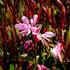 svickovec-butterfly-rose.jpg