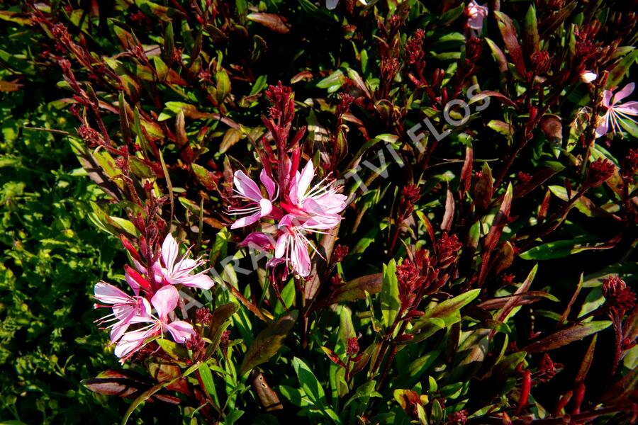 Svíčkovec 'Butterfly Rose' - Gaura lindheimeri 'Butterfly Rose'
