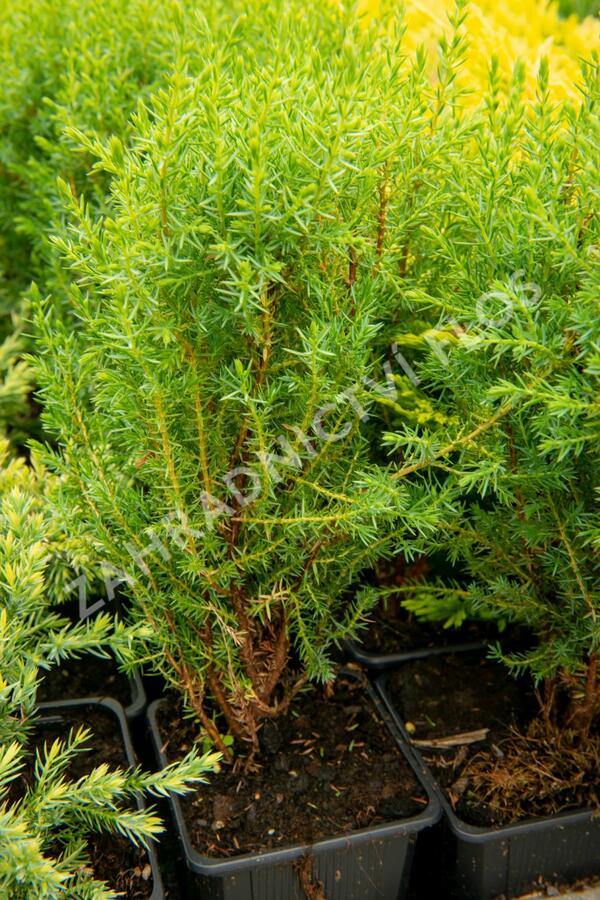 Jalovec obecný 'Compressa' - Juniperus communis 'Compressa'