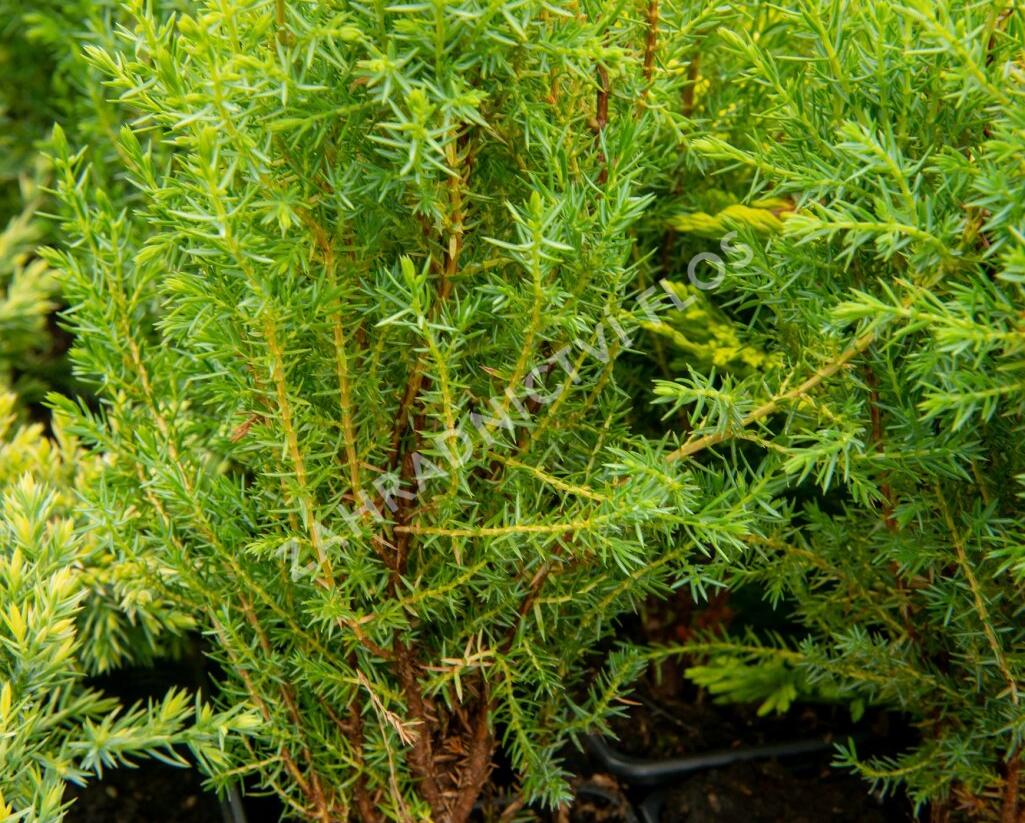 Jalovec obecný 'Compressa' - Juniperus communis 'Compressa'