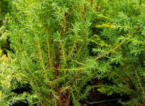 Jalovec obecný 'Compressa' - Juniperus communis 'Compressa'