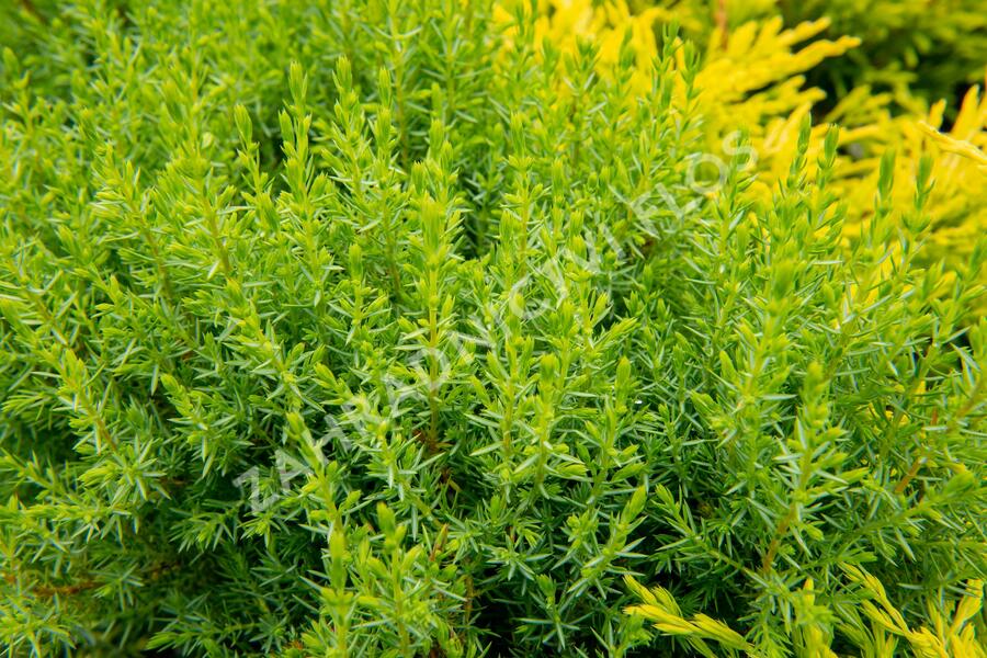 Jalovec obecný 'Compressa' - Juniperus communis 'Compressa'
