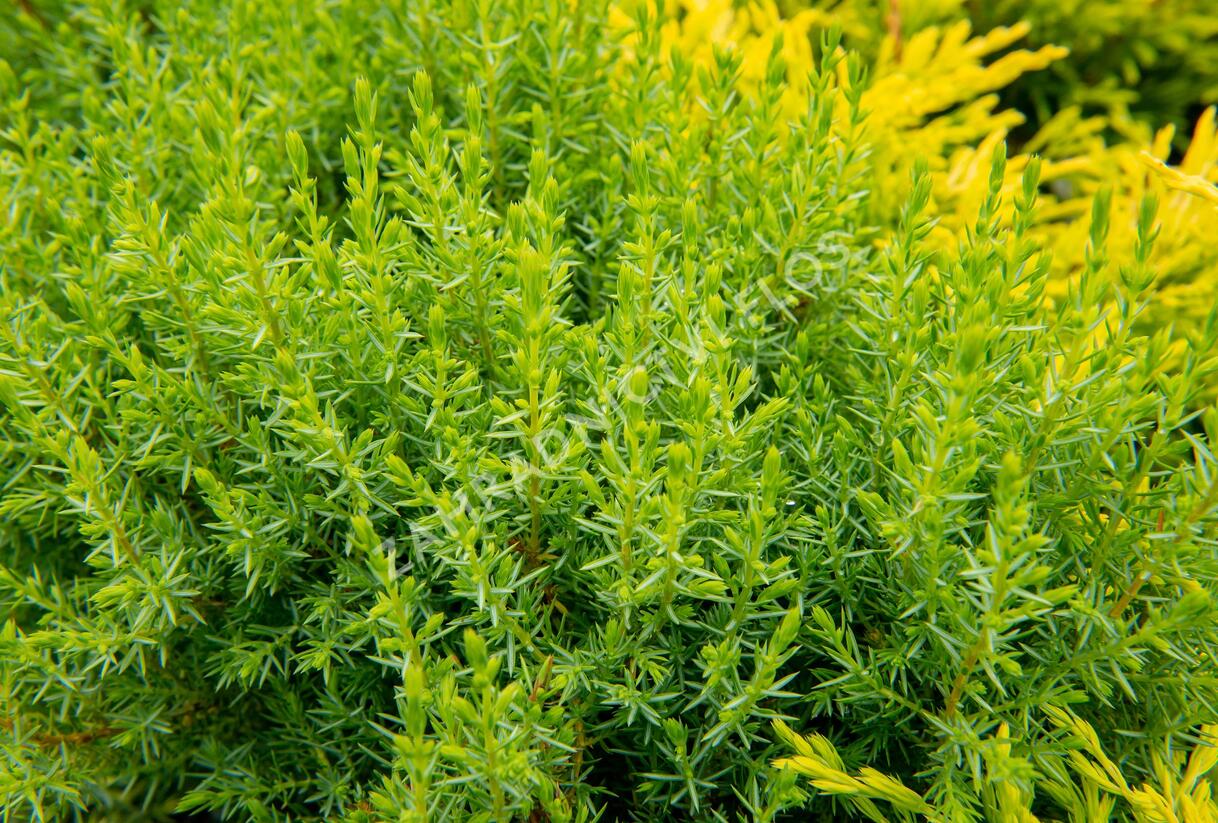 Jalovec obecný 'Compressa' - Juniperus communis 'Compressa'
